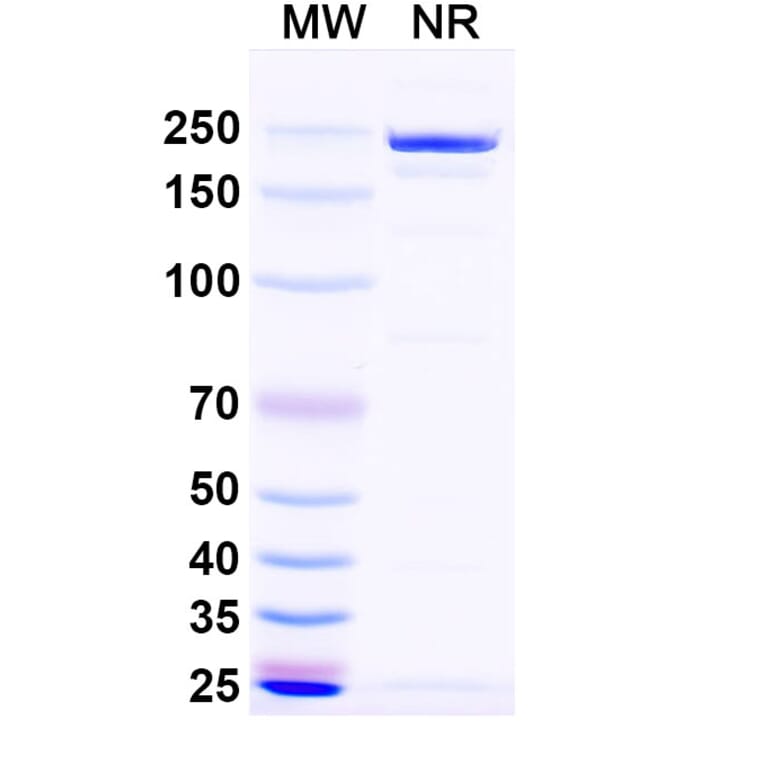 SDS-PAGE - Naptumomab Biosimilar - Anti-5T4 Antibody - BSA and Azide free (A338830) - Antibodies.com