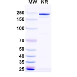SDS-PAGE - Naptumomab Biosimilar - Anti-5T4 Antibody - BSA and Azide free (A338830) - Antibodies.com