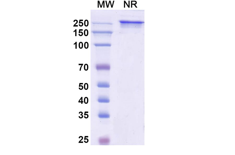 SDS-PAGE - Naptumomab Biosimilar - Anti-5T4 Antibody - BSA and Azide free (A338830) - Antibodies.com