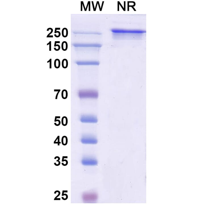 SDS-PAGE - Naptumomab Biosimilar - Anti-5T4 Antibody - BSA and Azide free (A338830) - Antibodies.com