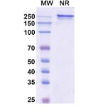 SDS-PAGE - Naptumomab Biosimilar - Anti-5T4 Antibody - BSA and Azide free (A338830) - Antibodies.com