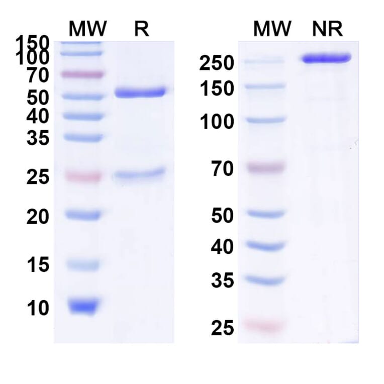 Chromatography profile - Nesvacumab Biosimilar - Anti-Angiopoietin 2 Antibody - BSA and Azide free (A338834) - Antibodies.com