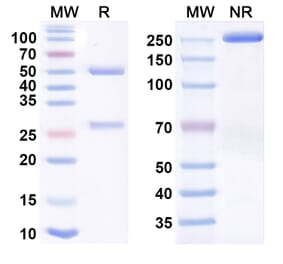SDS-PAGE - Nadunolimab Biosimilar - Anti-IL1RAP Antibody - BSA and Azide free (A338835) - Antibodies.com