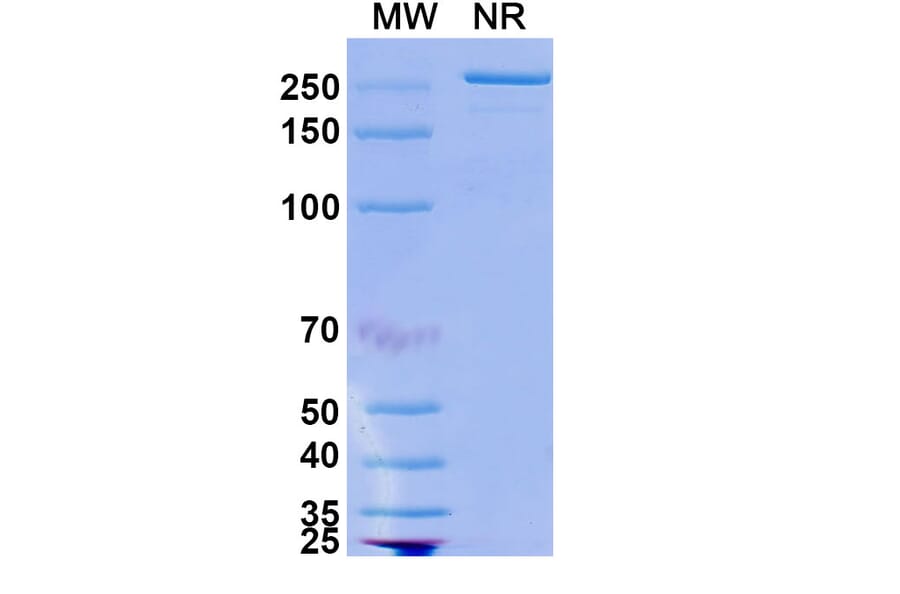 SDS-PAGE - Opicinumab Biosimilar - Anti-LINGO1 Antibody - BSA and Azide free (A338838) - Antibodies.com