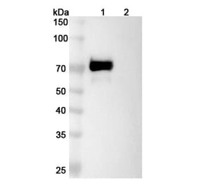 SDS-PAGE - Tacatuzumab Biosimilar - Anti-AFP Antibody - BSA and Azide free (A338842) - Antibodies.com