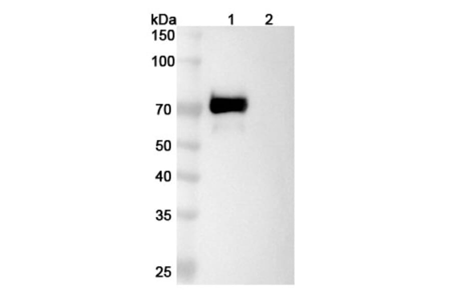SDS-PAGE - Tacatuzumab Biosimilar - Anti-AFP Antibody - BSA and Azide free (A338842) - Antibodies.com