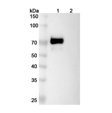SDS-PAGE - Tacatuzumab Biosimilar - Anti-AFP Antibody - BSA and Azide free (A338842) - Antibodies.com