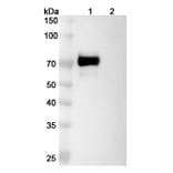 SDS-PAGE - Tacatuzumab Biosimilar - Anti-AFP Antibody - BSA and Azide free (A338842) - Antibodies.com