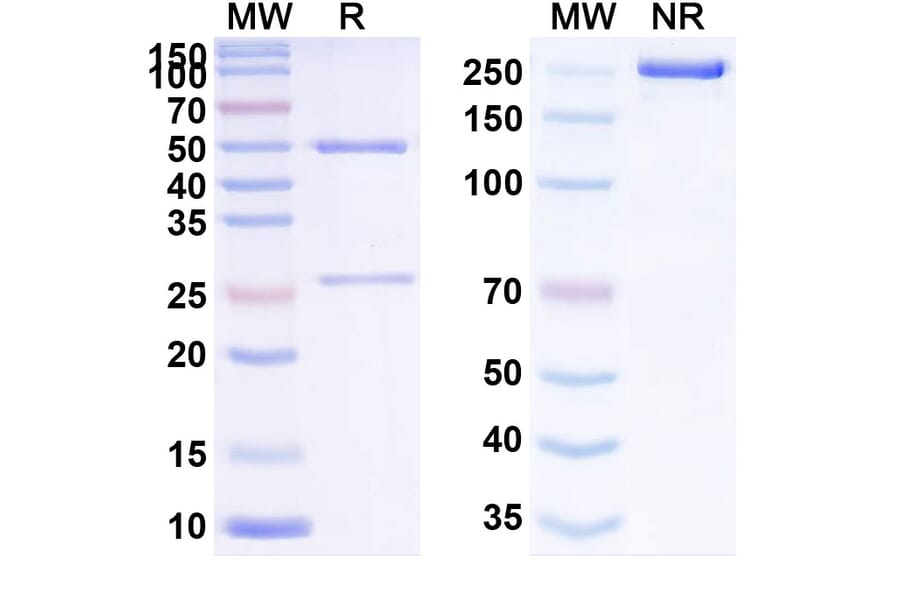 SDS-PAGE - Refanezumab Biosimilar - Anti-MAG Antibody - BSA and Azide free (A338844) - Antibodies.com