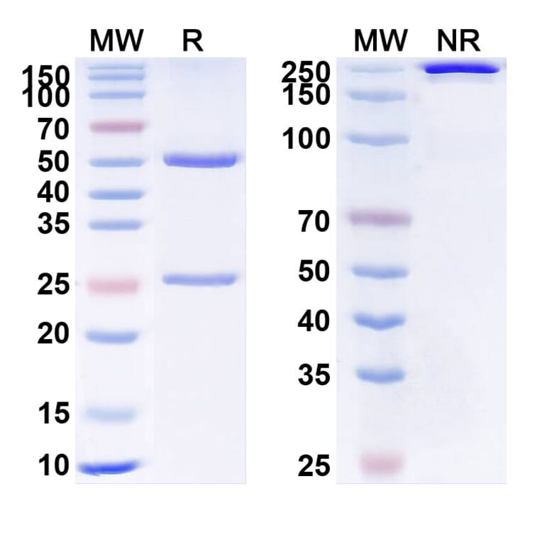 SDS-PAGE - Rosmantuzumab Biosimilar - Anti-RSPO3 Antibody - BSA and Azide free (A338845) - Antibodies.com