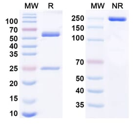 SDS-PAGE - Rolinsatamab Biosimilar - Anti-Prolactin Receptor Antibody - BSA and Azide free (A338846) - Antibodies.com