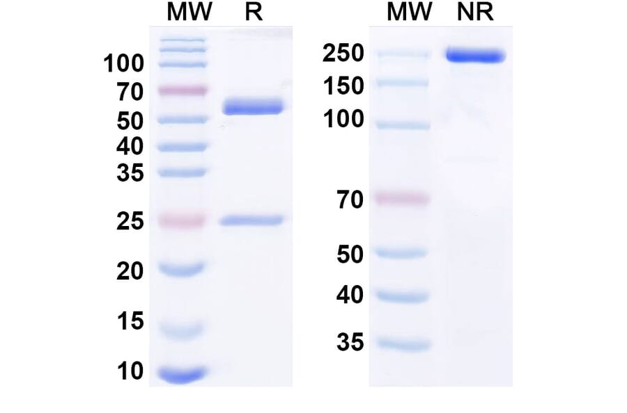 SDS-PAGE - Rolinsatamab Biosimilar - Anti-Prolactin Receptor Antibody - BSA and Azide free (A338846) - Antibodies.com