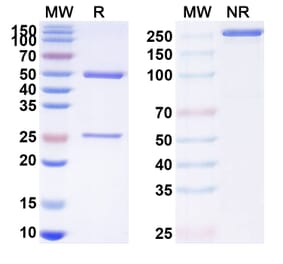 SDS-PAGE - Rovalpituzumab Biosimilar - Anti-DLL3 Antibody - BSA and Azide free (A338847) - Antibodies.com