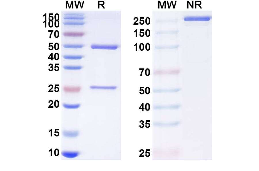 SDS-PAGE - Rovalpituzumab Biosimilar - Anti-DLL3 Antibody - BSA and Azide free (A338847) - Antibodies.com