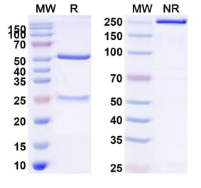 SDS-PAGE - Datopotamab Biosimilar - Anti-TROP2 Antibody - BSA and Azide free (A338848) - Antibodies.com