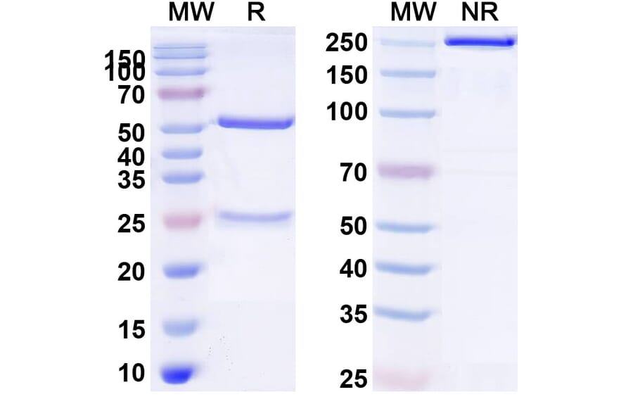 SDS-PAGE - Datopotamab Biosimilar - Anti-TROP2 Antibody - BSA and Azide free (A338848) - Antibodies.com