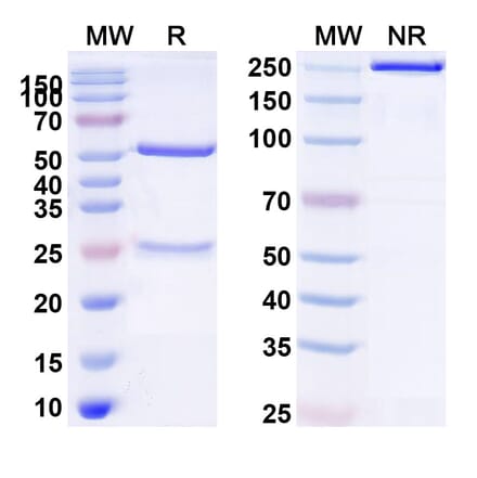 SDS-PAGE - Datopotamab Biosimilar - Anti-TROP2 Antibody - BSA and Azide free (A338848) - Antibodies.com