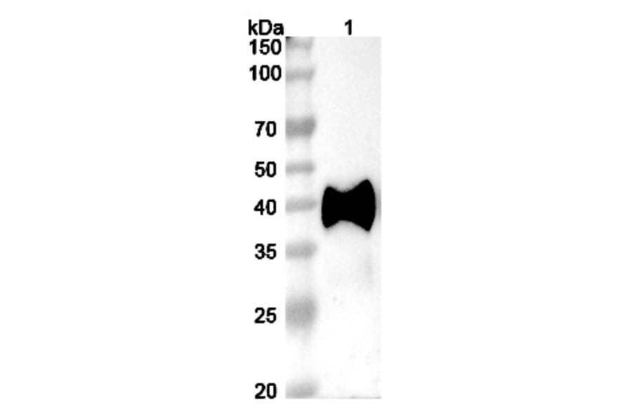 SDS-PAGE - Datopotamab Biosimilar - Anti-TROP2 Antibody - BSA and Azide free (A338848) - Antibodies.com