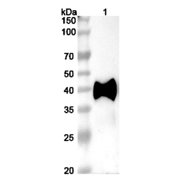 SDS-PAGE - Datopotamab Biosimilar - Anti-TROP2 Antibody - BSA and Azide free (A338848) - Antibodies.com