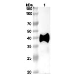 SDS-PAGE - Datopotamab Biosimilar - Anti-TROP2 Antibody - BSA and Azide free (A338848) - Antibodies.com