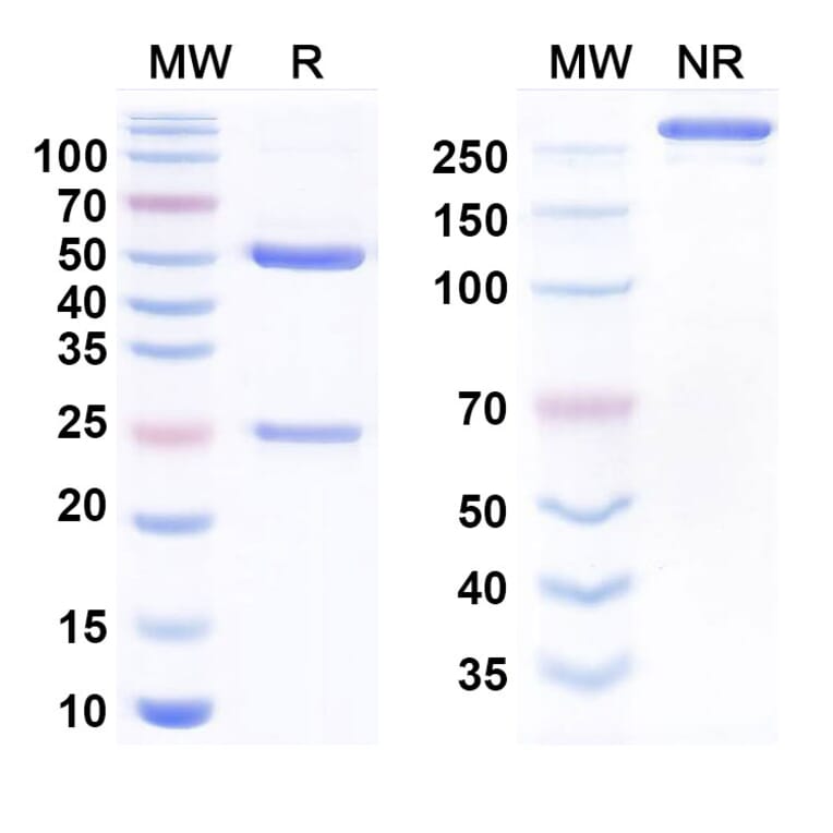 SDS-PAGE - Samrotamab Biosimilar - Anti-LRRC15 Antibody - BSA and Azide free (A338849) - Antibodies.com