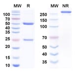 SDS-PAGE - Samrotamab Biosimilar - Anti-LRRC15 Antibody - BSA and Azide free (A338849) - Antibodies.com