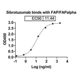 Dose-response - Sibrotuzumab Biosimilar - Anti-FAP Antibody - BSA and Azide free (A338850) - Antibodies.com