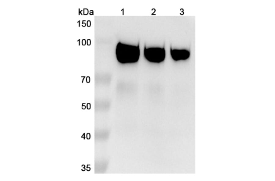 SDS-PAGE - Sibrotuzumab Biosimilar - Anti-FAP Antibody - BSA and Azide free (A338850) - Antibodies.com