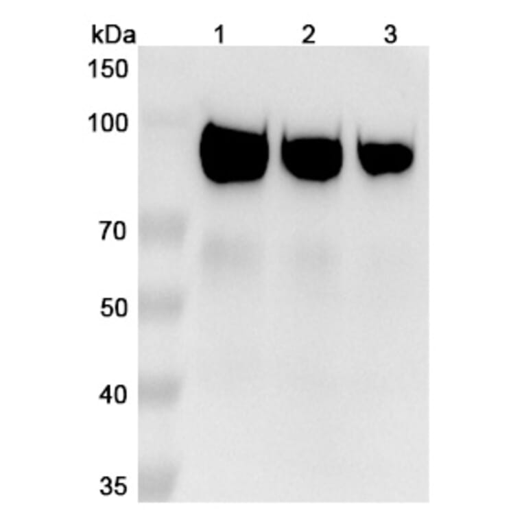SDS-PAGE - Sibrotuzumab Biosimilar - Anti-FAP Antibody - BSA and Azide free (A338850) - Antibodies.com