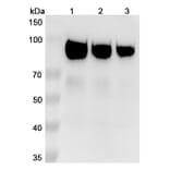 SDS-PAGE - Sibrotuzumab Biosimilar - Anti-FAP Antibody - BSA and Azide free (A338850) - Antibodies.com