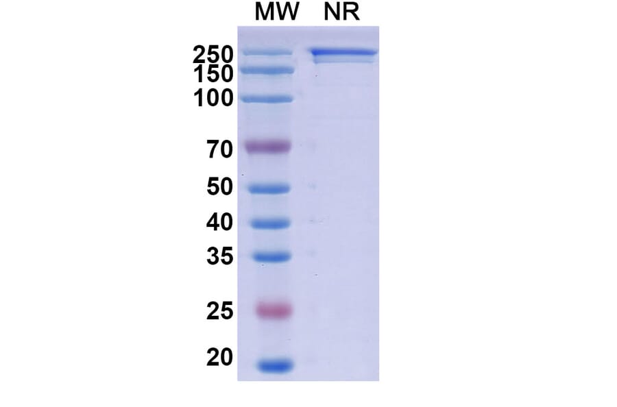 SDS-PAGE - Sibrotuzumab Biosimilar - Anti-FAP Antibody - BSA and Azide free (A338850) - Antibodies.com