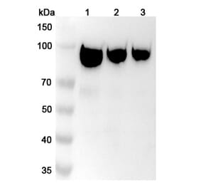 SDS-PAGE - Simlukafusp alfa Biosimilar - Anti-FAP Antibody - BSA and Azide free (A338851) - Antibodies.com