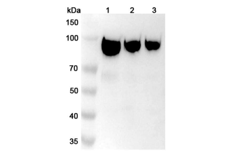 SDS-PAGE - Simlukafusp alfa Biosimilar - Anti-FAP Antibody - BSA and Azide free (A338851) - Antibodies.com