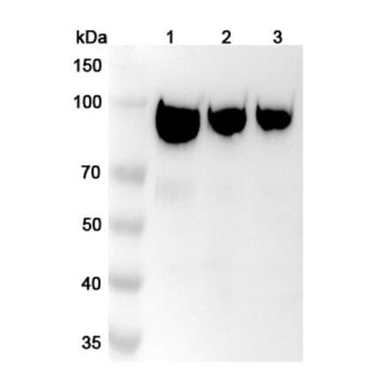 SDS-PAGE - Simlukafusp alfa Biosimilar - Anti-FAP Antibody - BSA and Azide free (A338851) - Antibodies.com