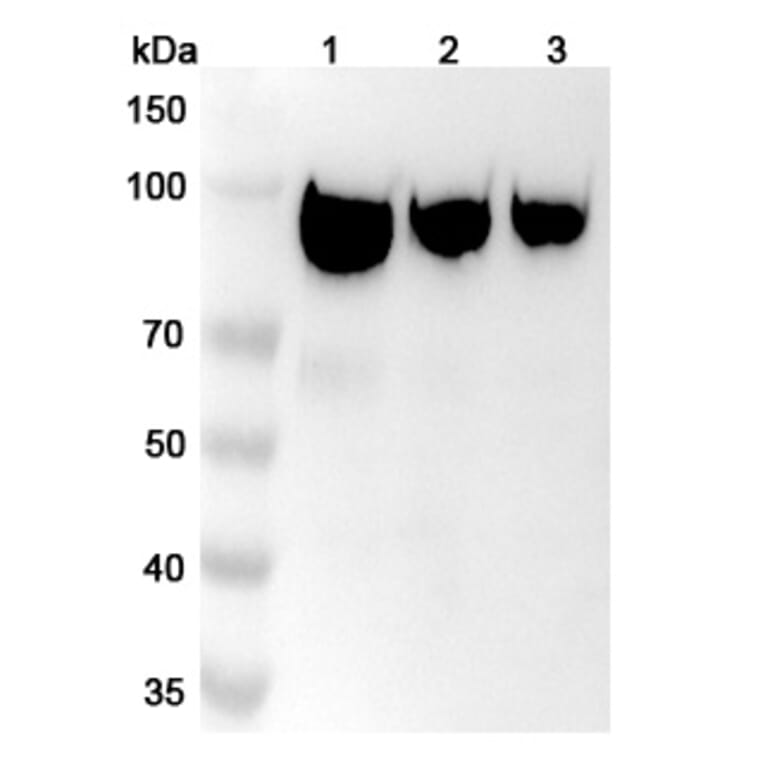 SDS-PAGE - Simlukafusp alfa Biosimilar - Anti-FAP Antibody - BSA and Azide free (A338851) - Antibodies.com