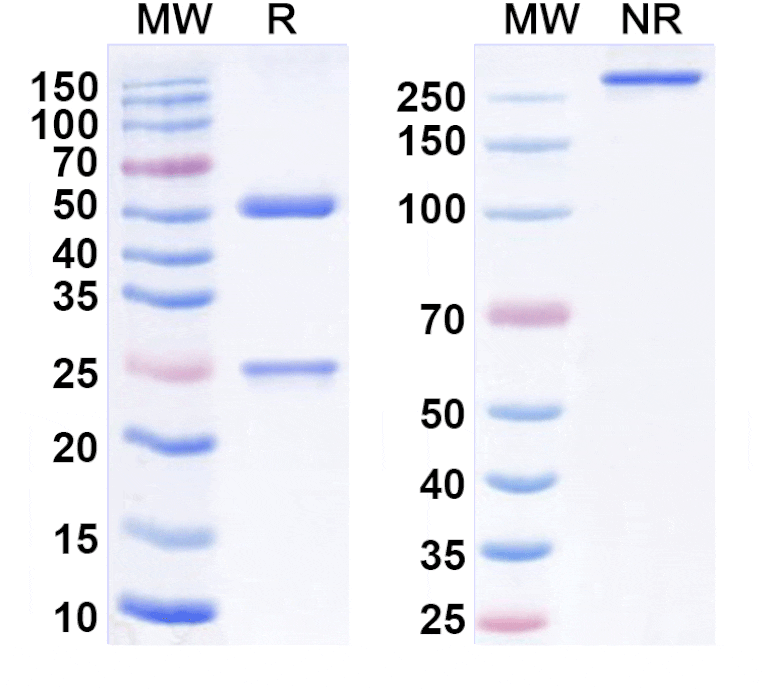 SDS-PAGE - Simlukafusp alfa Biosimilar - Anti-FAP Antibody - BSA and Azide free (A338851) - Antibodies.com