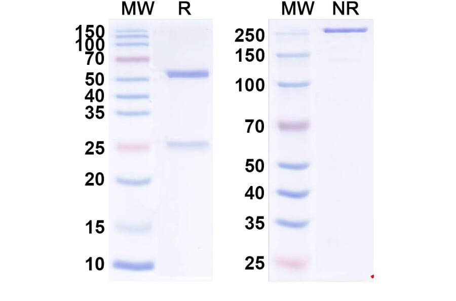 SDS-PAGE - Simtuzumab Biosimilar - Anti-LOXL2 Antibody - BSA and Azide free (A338852) - Antibodies.com