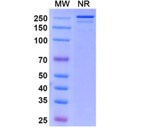 SDS-PAGE - Sirtratumab Biosimilar - Anti-SLITRK6 Antibody - BSA and Azide free (A338853) - Antibodies.com