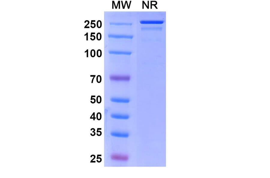 SDS-PAGE - Sirtratumab Biosimilar - Anti-SLITRK6 Antibody - BSA and Azide free (A338853) - Antibodies.com