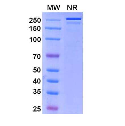 SDS-PAGE - Sirtratumab Biosimilar - Anti-SLITRK6 Antibody - BSA and Azide free (A338853) - Antibodies.com