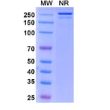 SDS-PAGE - Sirtratumab Biosimilar - Anti-SLITRK6 Antibody - BSA and Azide free (A338853) - Antibodies.com