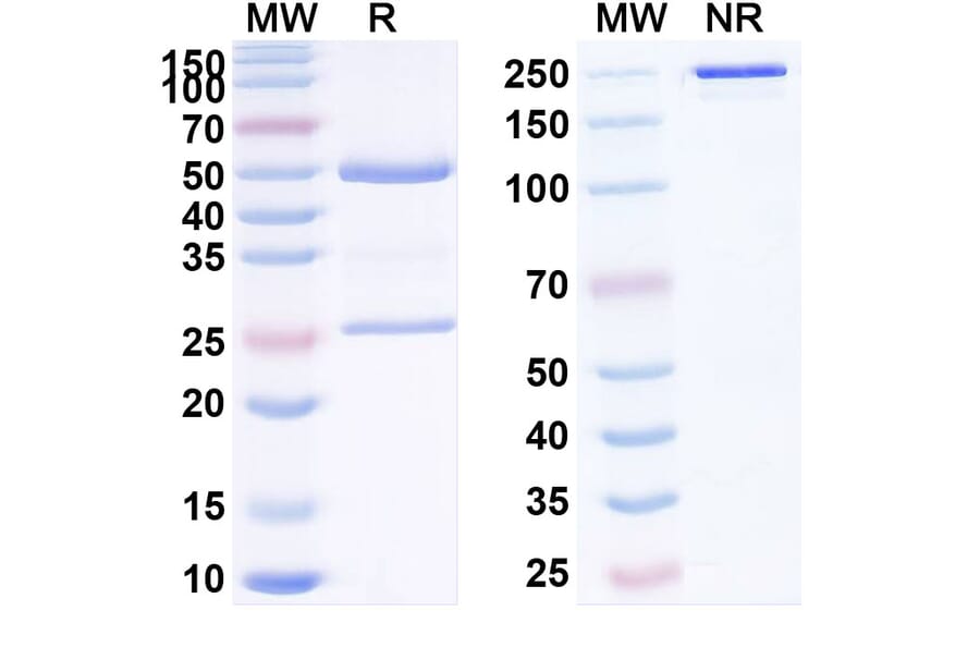 SDS-PAGE - Brontictuzumab Biosimilar - Anti-Notch1 Antibody - BSA and Azide free (A338854) - Antibodies.com