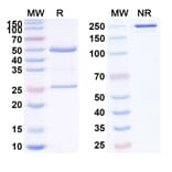SDS-PAGE - Brontictuzumab Biosimilar - Anti-Notch1 Antibody - BSA and Azide free (A338854) - Antibodies.com