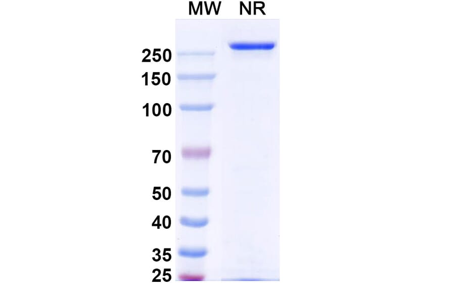 SDS-PAGE - Vandortuzumab Biosimilar - Anti-STEAP1 Antibody - BSA and Azide free (A338856) - Antibodies.com