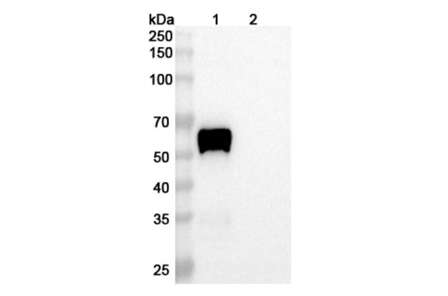 SDS-PAGE - Vantictumab Biosimilar - Anti-FZD1 Antibody - BSA and Azide free (A338857) - Antibodies.com