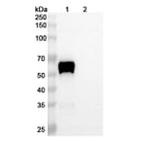 SDS-PAGE - Vantictumab Biosimilar - Anti-FZD1 Antibody - BSA and Azide free (A338857) - Antibodies.com