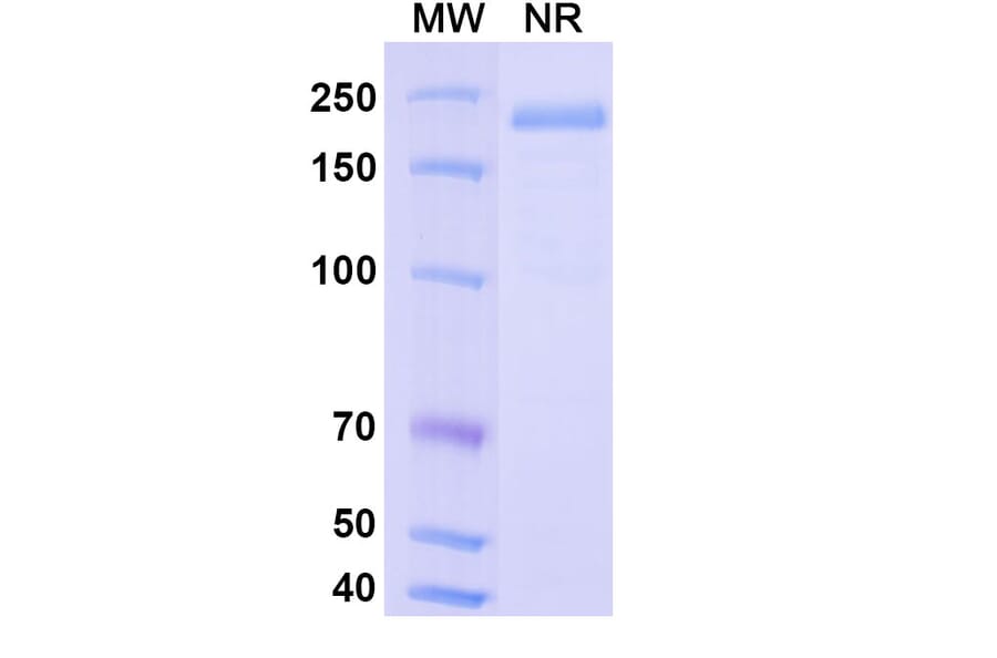SDS-PAGE - Vantictumab Biosimilar - Anti-FZD1 Antibody - BSA and Azide free (A338857) - Antibodies.com