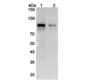 SDS-PAGE - Zampilimab Biosimilar - Anti-TGM2 Antibody - BSA and Azide free (A338858) - Antibodies.com