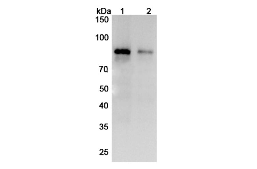 SDS-PAGE - Zampilimab Biosimilar - Anti-TGM2 Antibody - BSA and Azide free (A338858) - Antibodies.com
