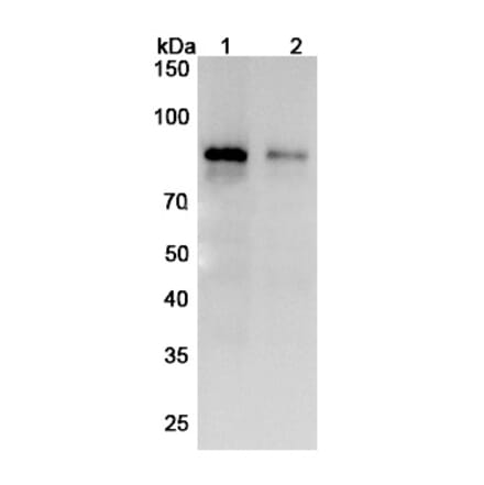 SDS-PAGE - Zampilimab Biosimilar - Anti-TGM2 Antibody - BSA and Azide free (A338858) - Antibodies.com